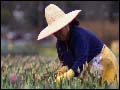 Migrant Workers Exposed to Pesticides